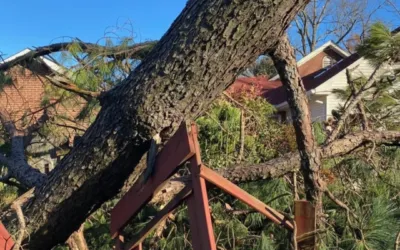 What Are The Signs That A Tree May Fall During A Storm?