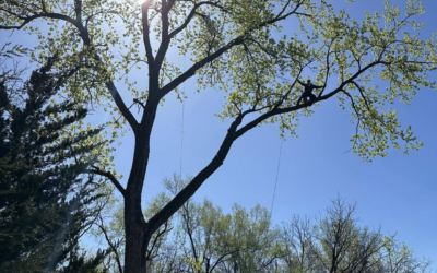 Is Tree Trimming Necessary?