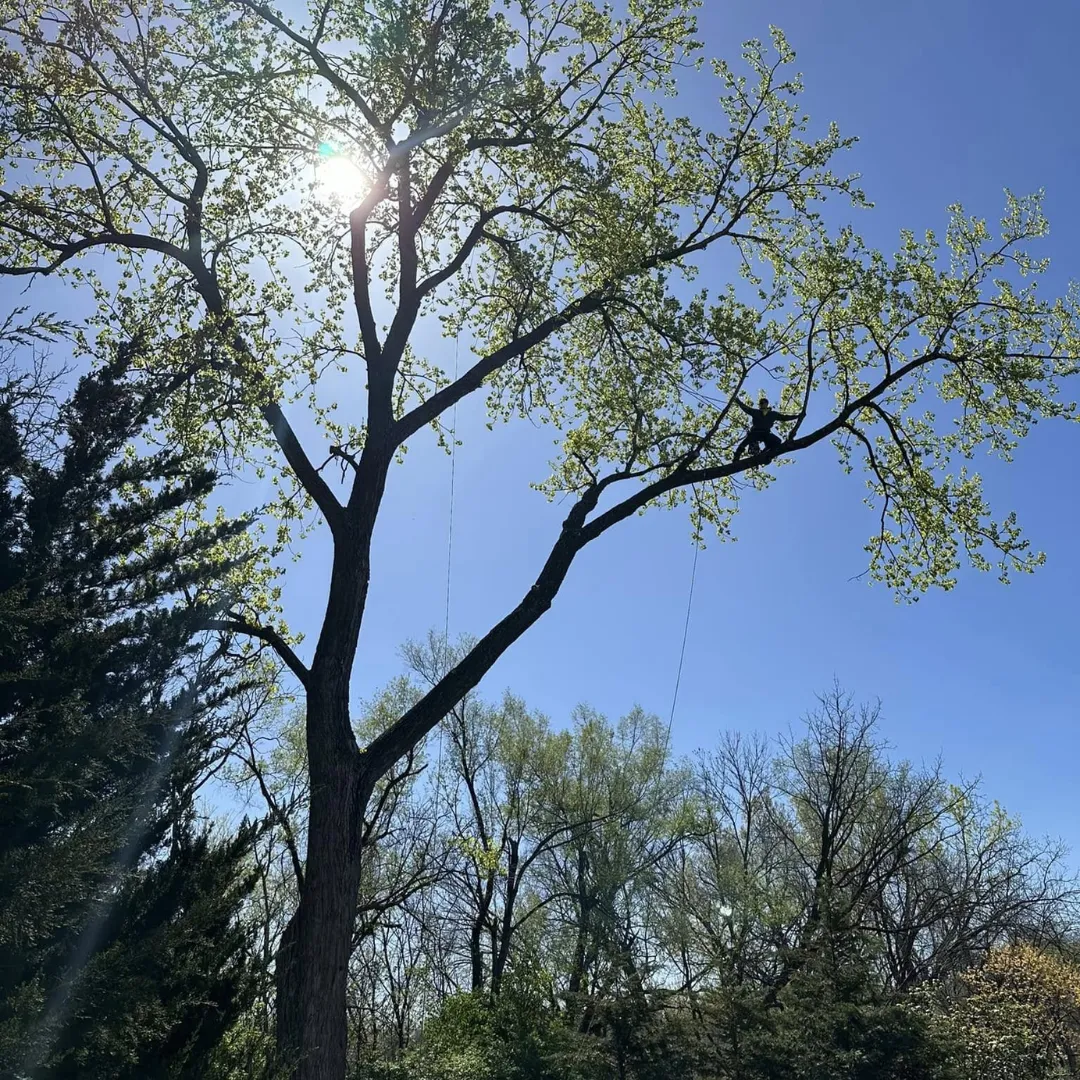 Lee's Summit Tree Service Master's Tree Care Experts Pressure Washing