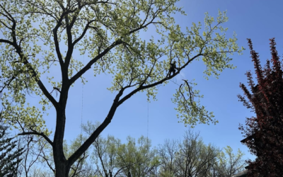 How Do I Spot Tree Diseases and Pests in Summer?