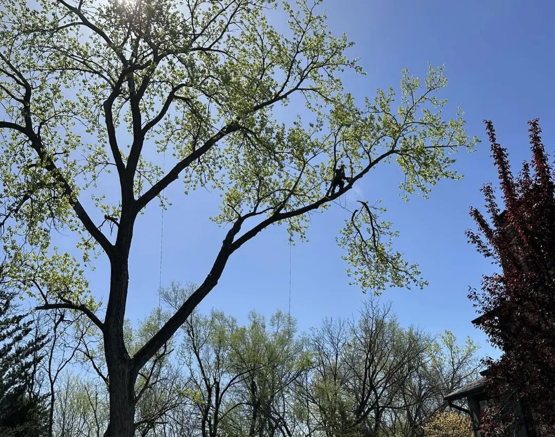 Lee's Summit Tree Service
