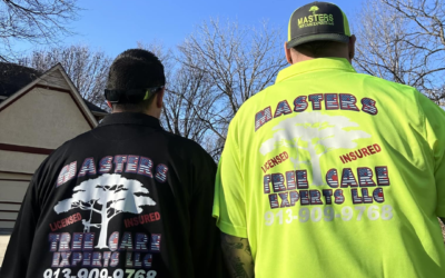 Late Summer Tree Inspections: Spotting Problems Before They Get Worse