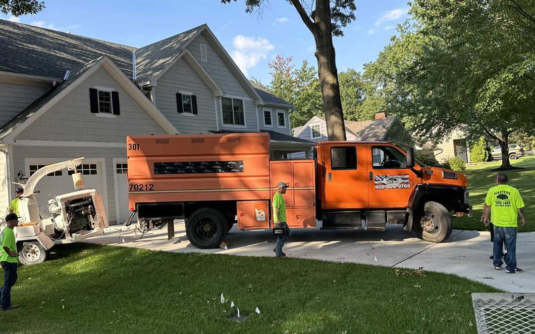 Why Is Soil Health So Critical for Tree Growth and Stability?