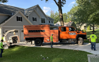 Why Is Soil Health So Critical for Tree Growth and Stability?