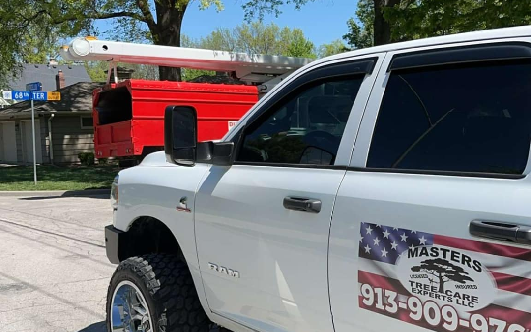 How Do I Care for My Trees During Summer Heat?