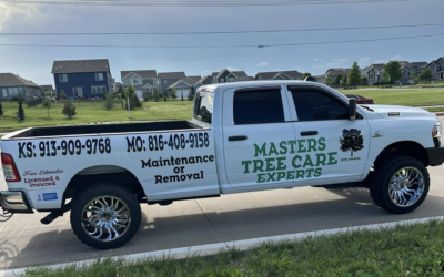 How Tree Trimming Prevents Property Damage