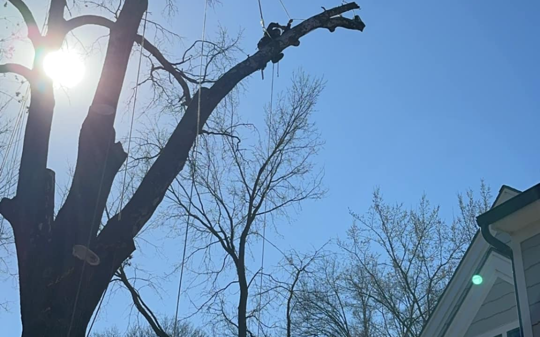 When Is the Best Time for Summer Tree Trimming?