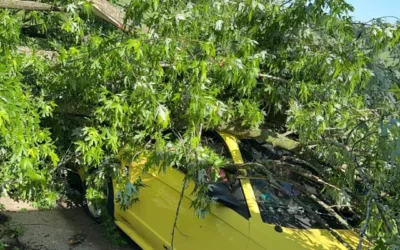 What To Look For In Your Trees After a Storm