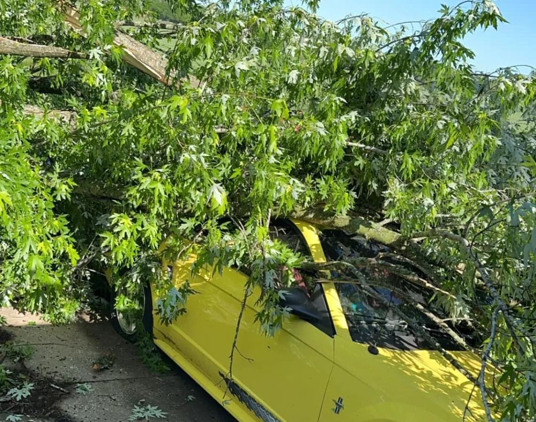 Storm Damaged Tree
