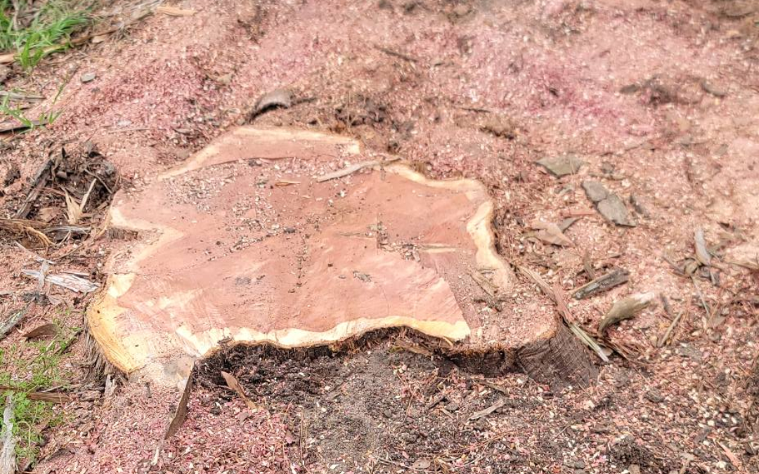 Can Tree Removal Be Done in Winter?