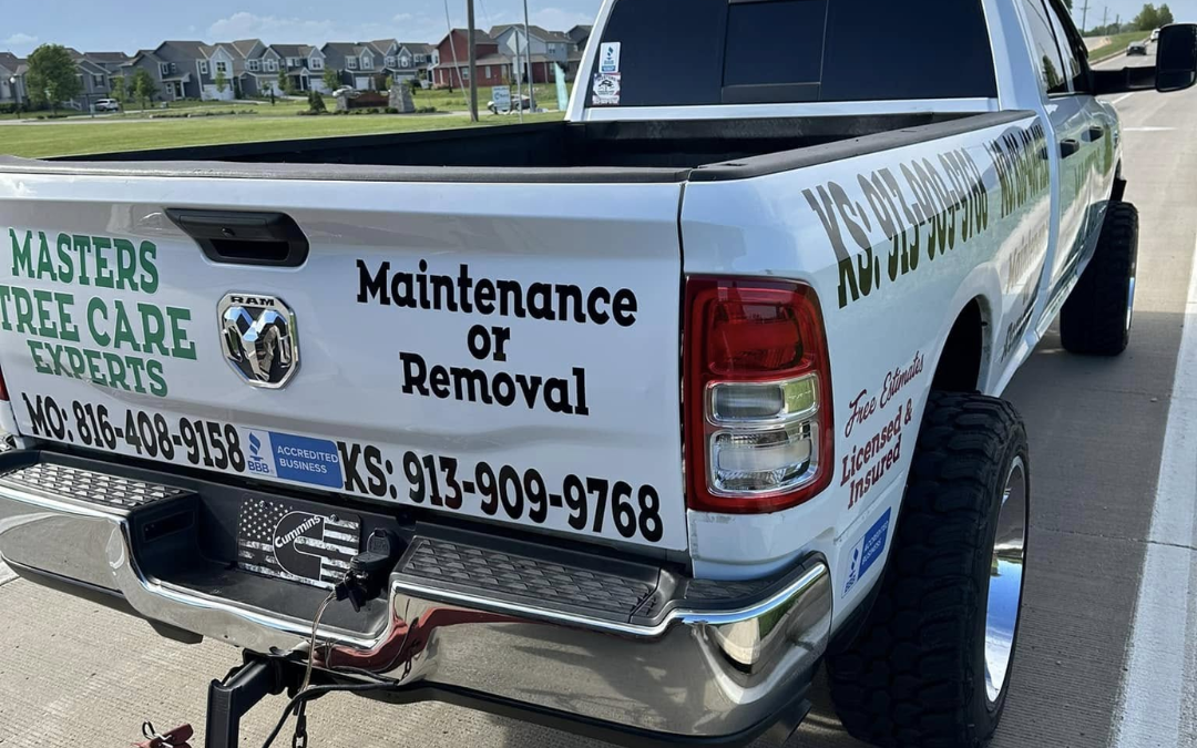 Why August Is the Perfect Time to Schedule Tree Trimming