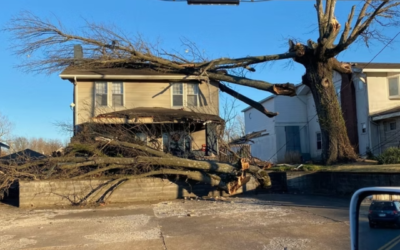 What Happens If You Don’t Trim Your Trees?
