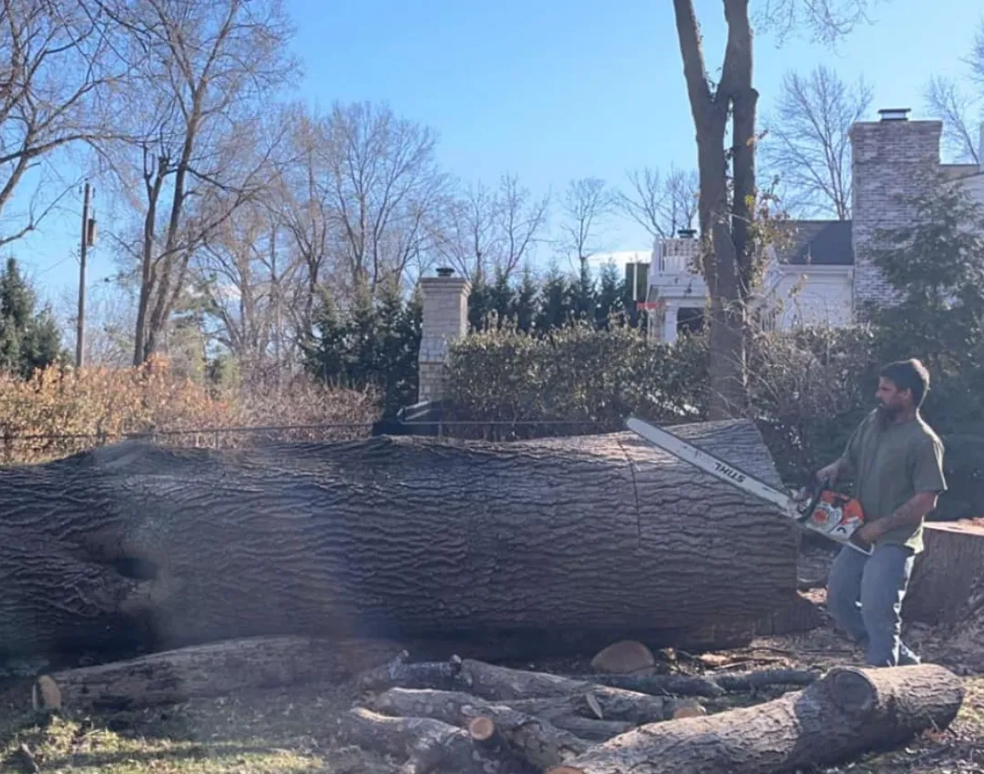 Tree Removal