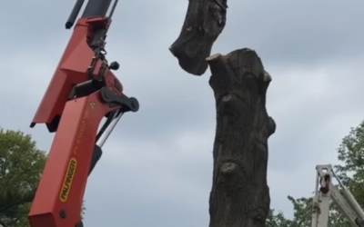 How Do I Know If My Tree Should Be Removed?