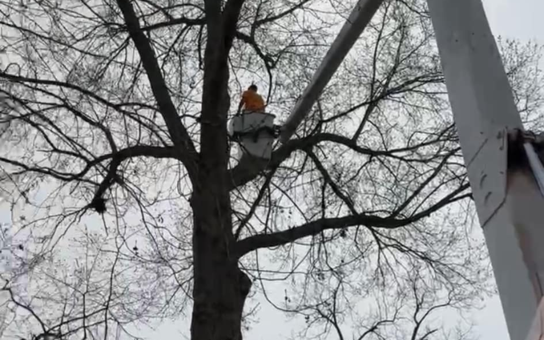 What Is Deadwooding and Why Is It So Important for Tree Health?