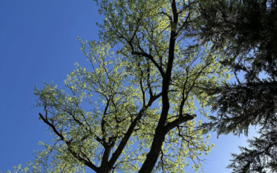 Essential Spring Tree Care Tips to Boost Growth and Health