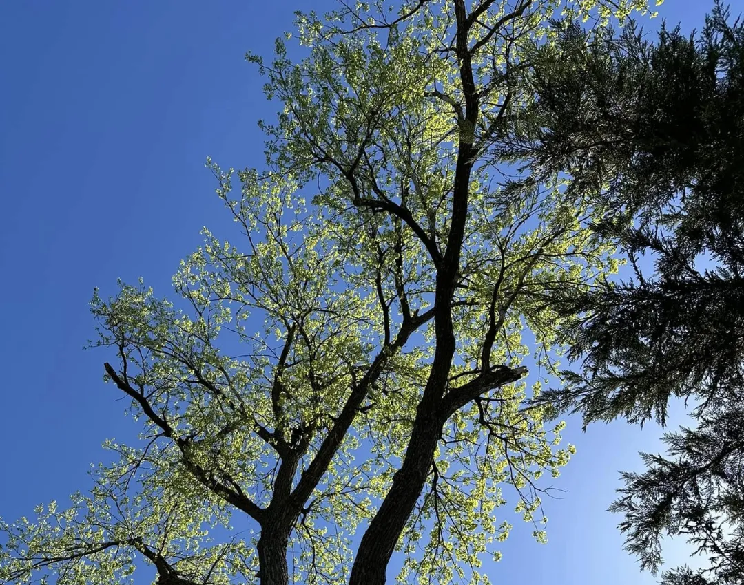 Tree Services Company
