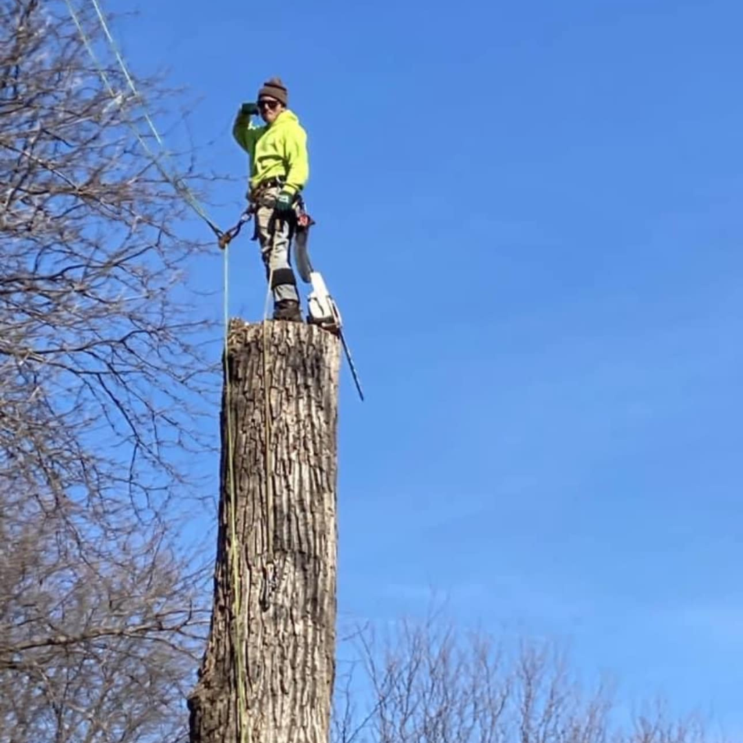Tree Services Lee's Summit MO New England Pressure Cleaning