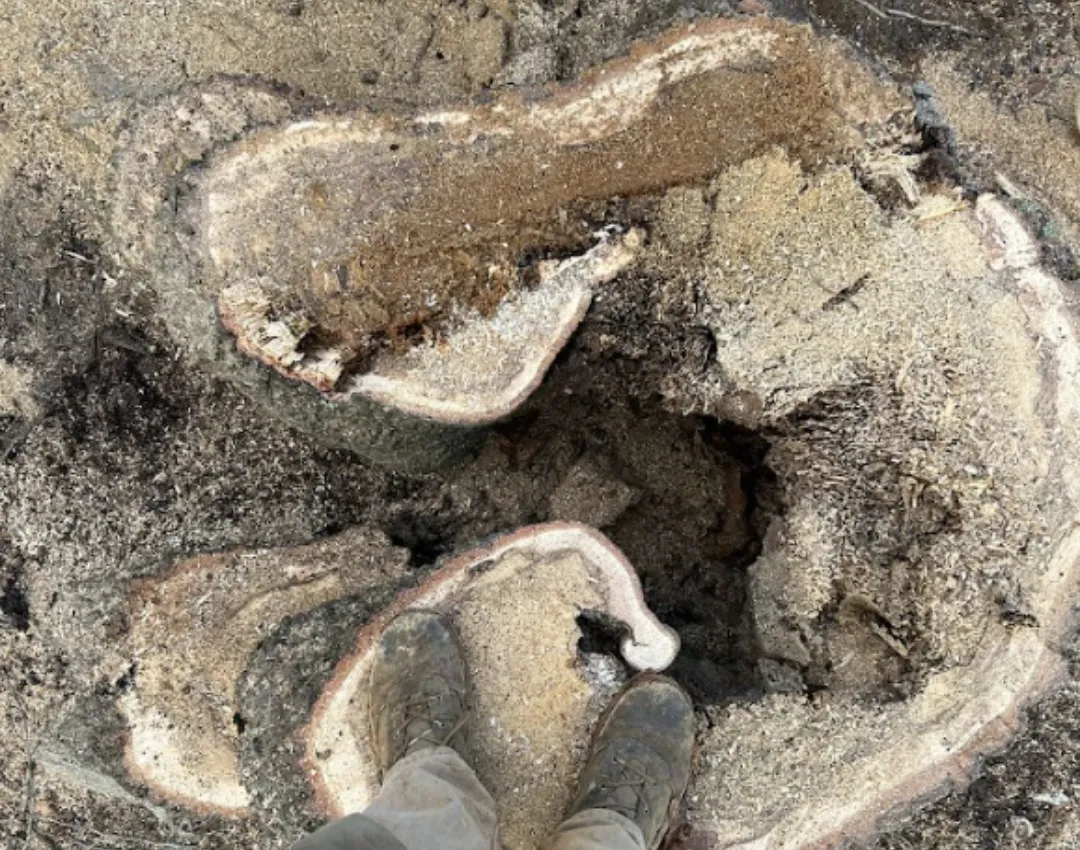 Tree Stump Removal