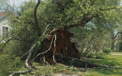 What should I do when a tree falls on my property in Overland Park?